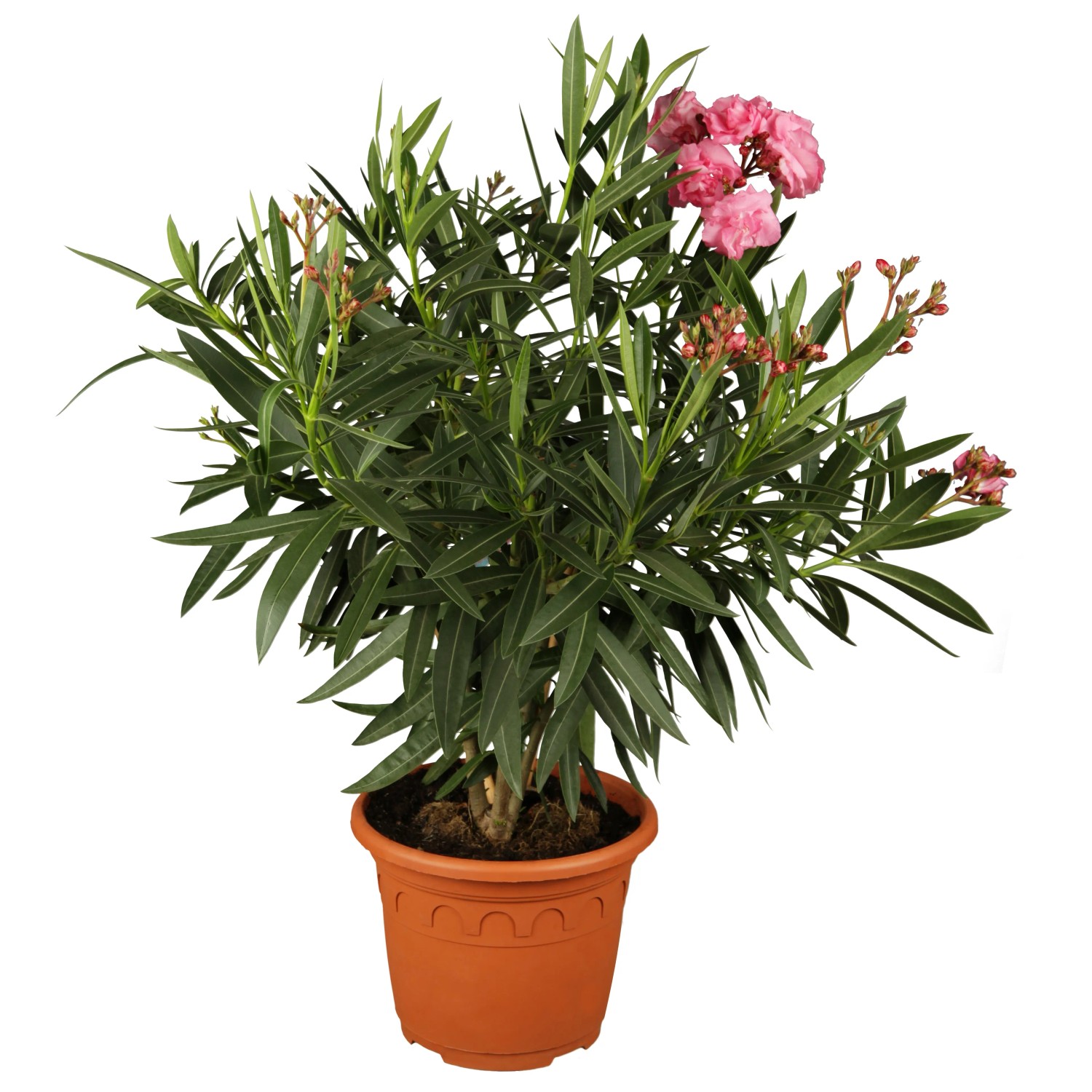 GROW by OBI Nerium Oleander Dreifarbig 19 cm kaufen bei OBI