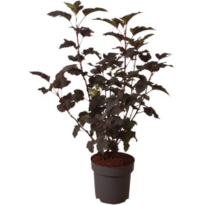 Blasenspiere 'Diabolo' im Topf, ca. 40 cm hoch, mit dunklem Laub.
