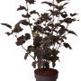 Blasenspiere 'Diabolo' im Topf, ca. 40 cm hoch, mit dunklem Laub.