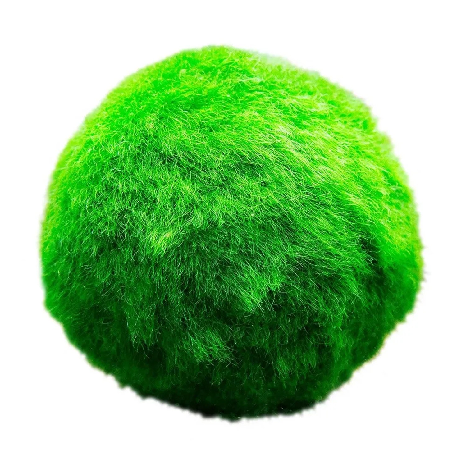 Vdvelde Marimo Moosbälle   5 Stück   Cladophora Aegagropila   3 Cm   Gegen Algen