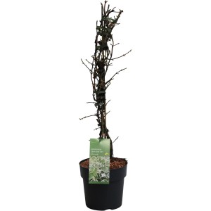 Kletterhortensie Silver Lining im Topf, ca. 60-80cm hoch, weiße Blattränder.