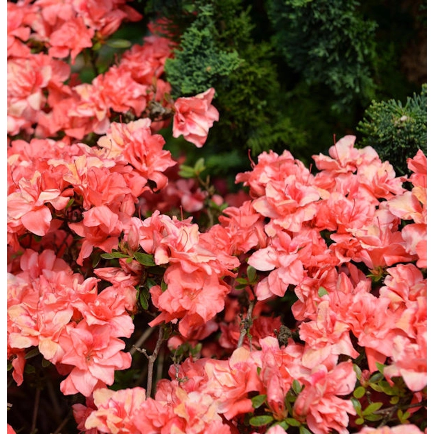 Japanische Azalee Cherie 40-50cm - Rhododendron obtusum - Zwerg Alpenrose günstig online kaufen