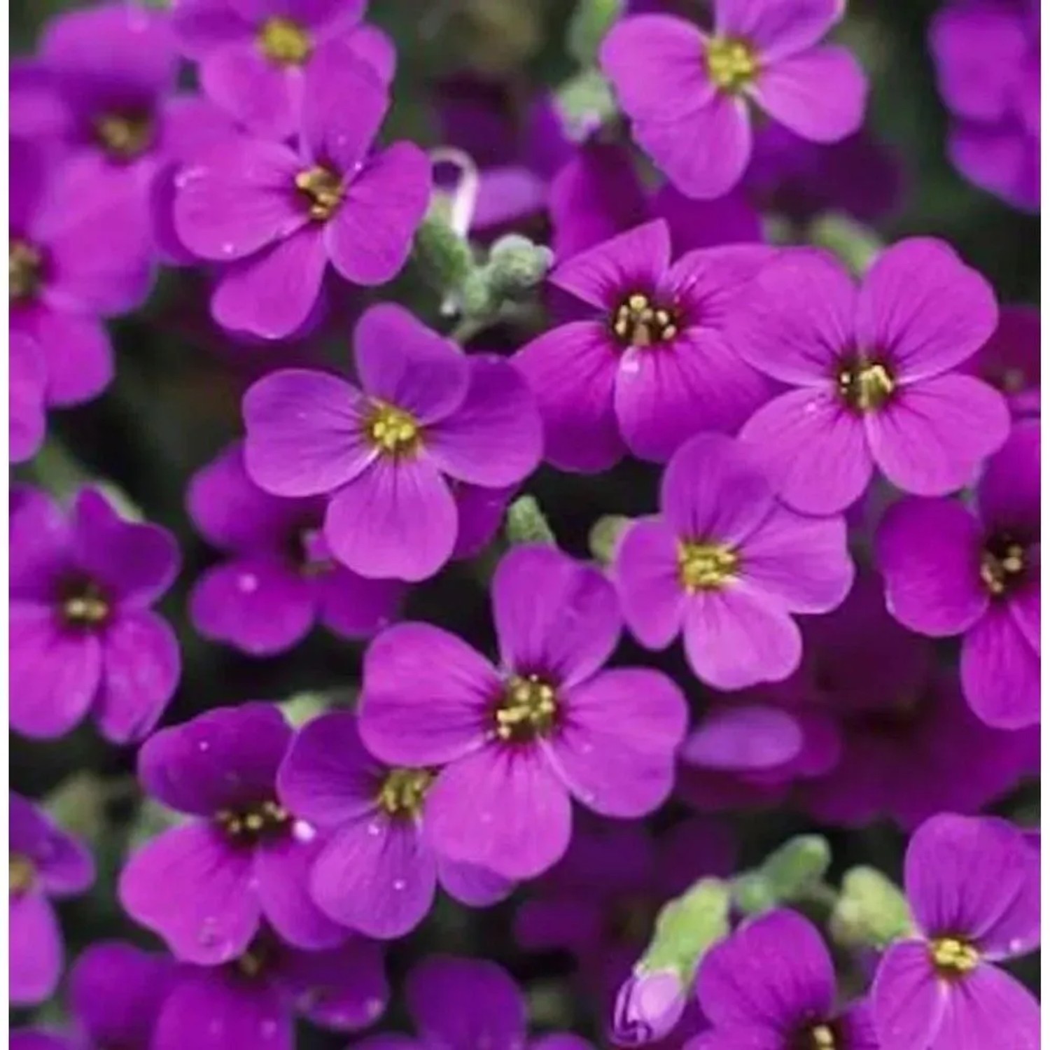 Blaukissen Vesuv - Aubrieta_2