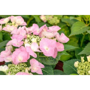 Nahaufnahme der rosa Blüten der Hydrangea Mac. 'Frisbee® Pink' Hortensie, umgeben von grünen Blättern.