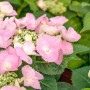 Nahaufnahme der rosa Blüten der Hydrangea Mac. 'Frisbee® Pink' Hortensie, umgeben von grünen Blättern.