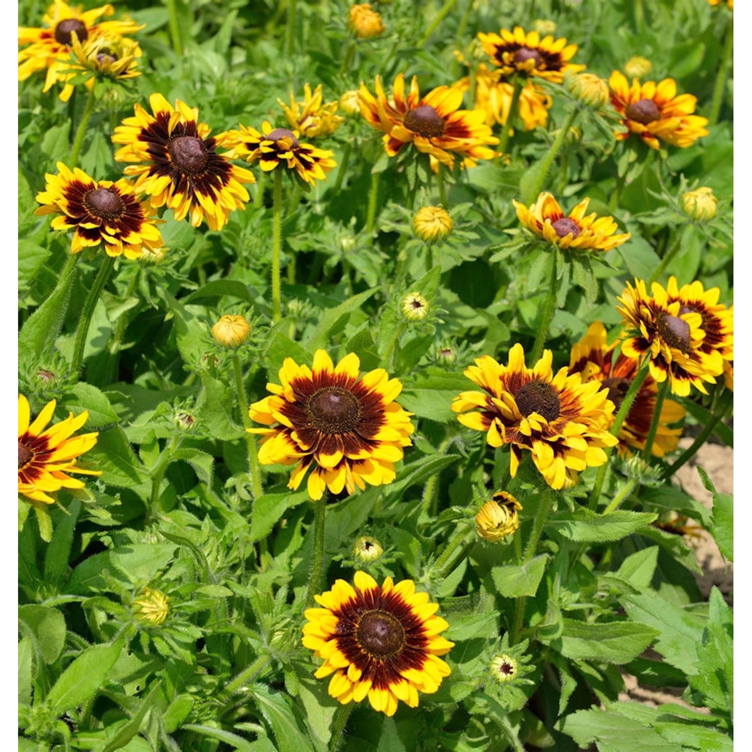 Sonnenhut Summerdaisys Choco Sun - großer Topf - Rudbeckia cultorum günstig online kaufen