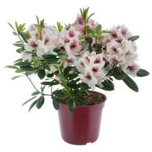 Alpenrose Eyecatcher Daylight im Topf: Cremeweiße Rhododendron-Blüten mit dunkelroten Akzenten.