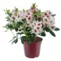 Alpenrose Eyecatcher Daylight im Topf: Cremeweiße Rhododendron-Blüten mit dunkelroten Akzenten.