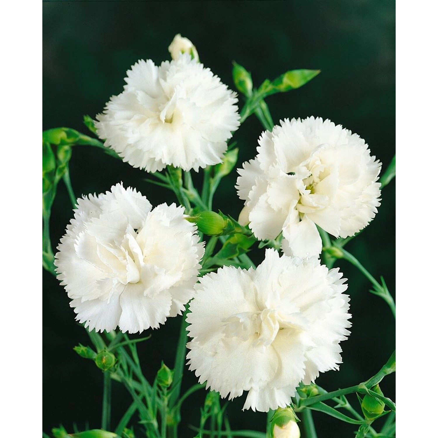 Dianthus Plumarius Haytor Pfingstnelke Ca. 9x9 cm Topf günstig online kaufen