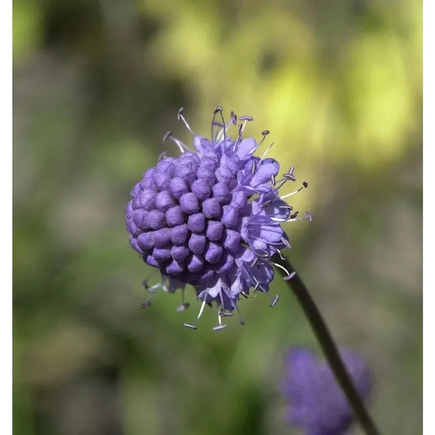 Gewöhnlicher Teufelsabbiss - Succisa pratensis