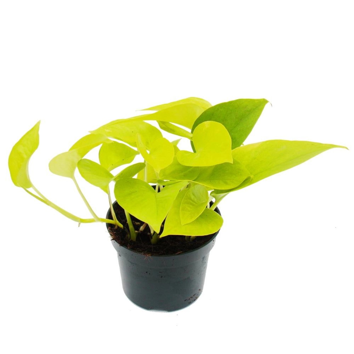 Exotenherz Gelbgrüne Efeutute Epipremnum Golden Pothos Scindapsus 12cm Topf Zimmerpflanze