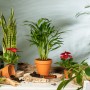 Goldfruchtpalme (Areca) im Topf, umgeben von weiteren Zimmerpflanzen und Gartenzubehör.