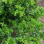 Nahaufnahme der Japanischen Stechpalme Ilex Green Hedge mit dichten, grünen Blättern.