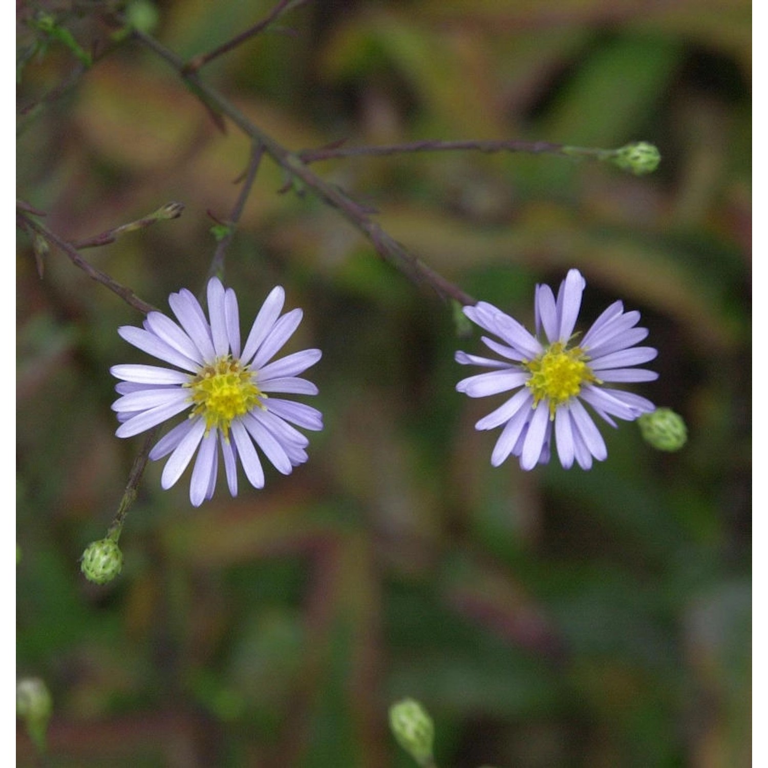 Herbstwild Aster - Aster laevis günstig online kaufen