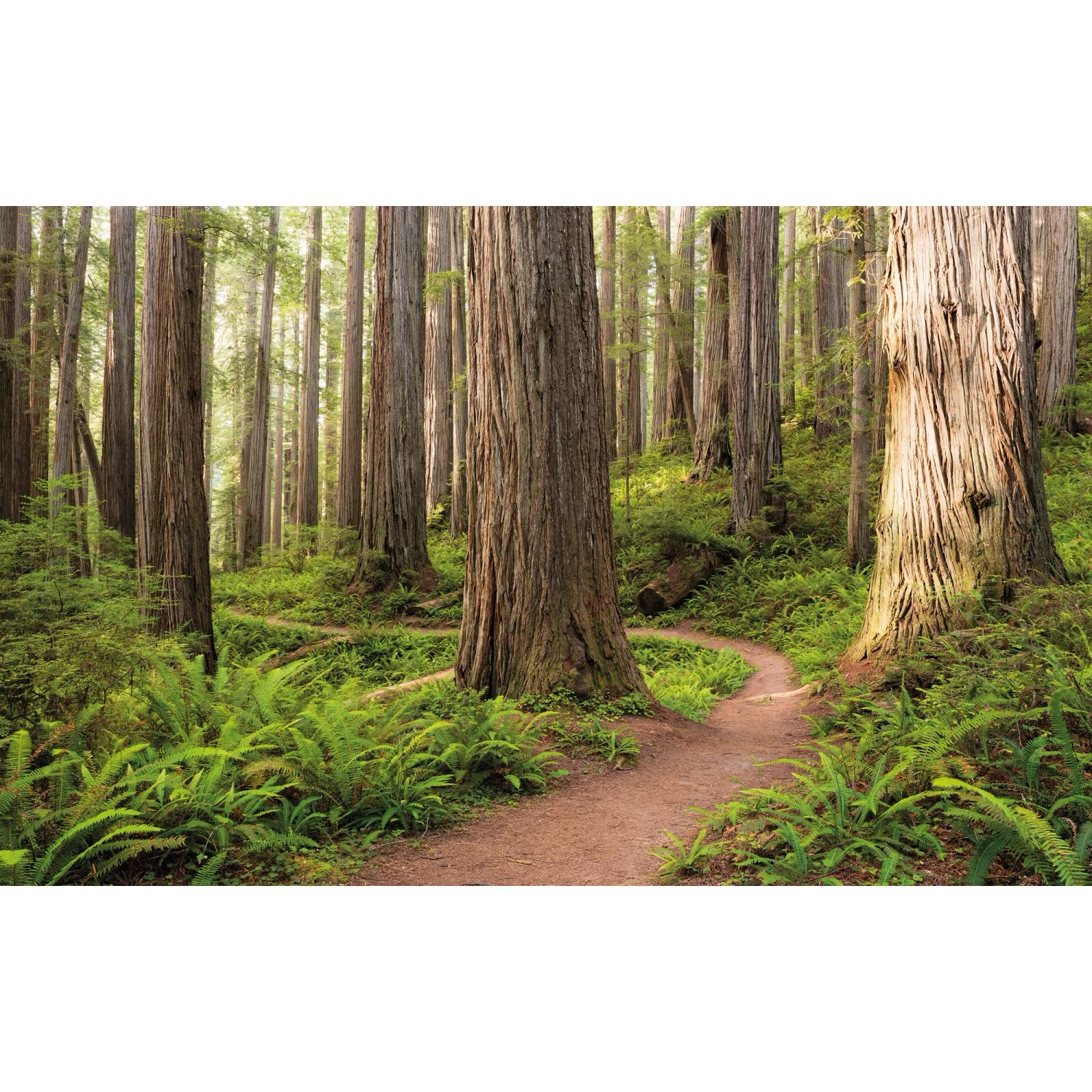 Vlies Fototapete Redwood Trail