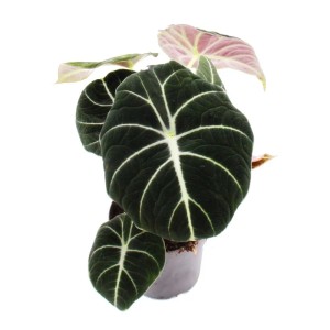 Exotische Alocasia Reginula Black Velvet im 11cm Topf mit dunklen, samtigen Blättern und hellen Blattadern.