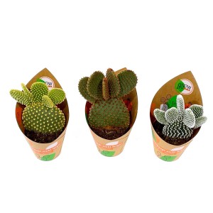 GROW by OBI Feigenkaktus Mix, 3er-Set im Topf (Ø 8,5cm). Opuntia Kakteen in verschiedenen Sorten.
