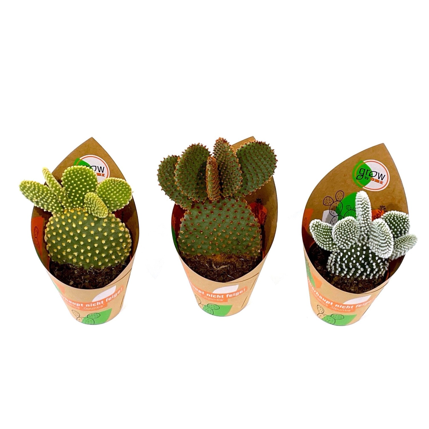GROW by OBI Feigenkaktus Mix 3-fach sortiert Topf-Ø ca. 8,5 cm Opuntia