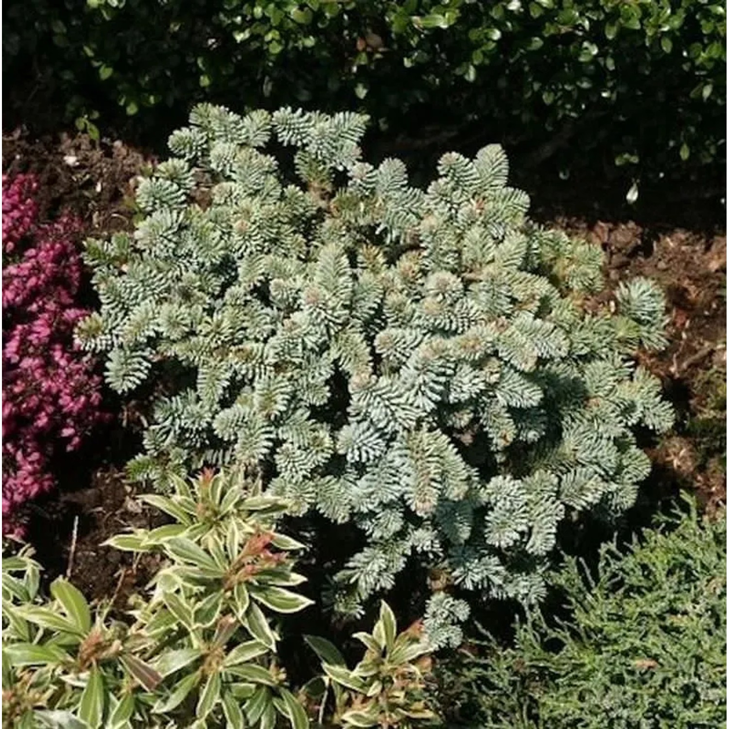 Zwerg Edeltanne Blaue Hexe 25-30cm - Abies procera