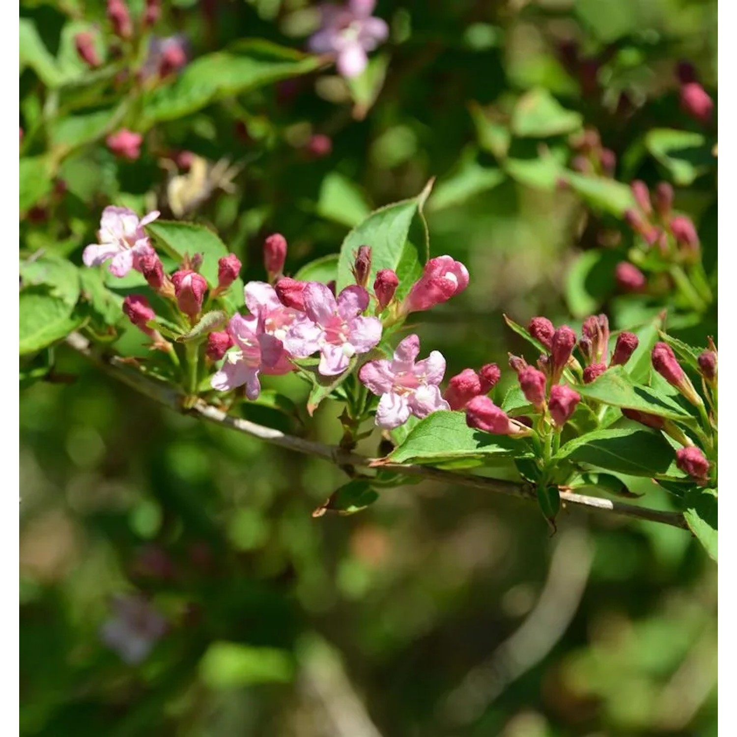 Weigelie Majorie 80-100cm - Weigela florida