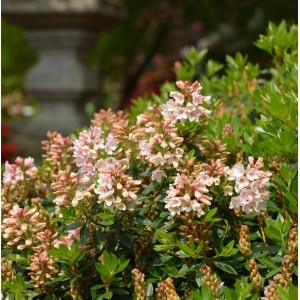 10 kleinblütige Rhododendron Bloombux Nugget Sträucher mit zartrosa Blüten und grünen Blättern.