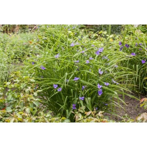 Tradescantia 'Leonora' (Dreimasterblume) im 9x9 cm Topf, violette Blüten und grüne Blätter im Gartenbeet.
