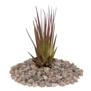 Exotenherz Tillandsia Melanocrater Tricolor, rote Tillandsien-Pflanze auf Lavasteinen.