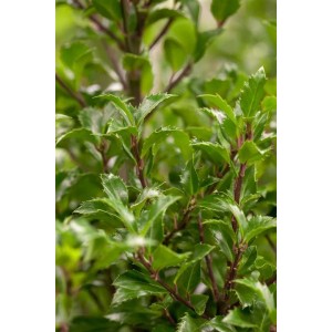 Detailaufnahme der Ilex meserveae 'Heckenfee' Heckenpflanze mit glänzend grünen Blättern.
