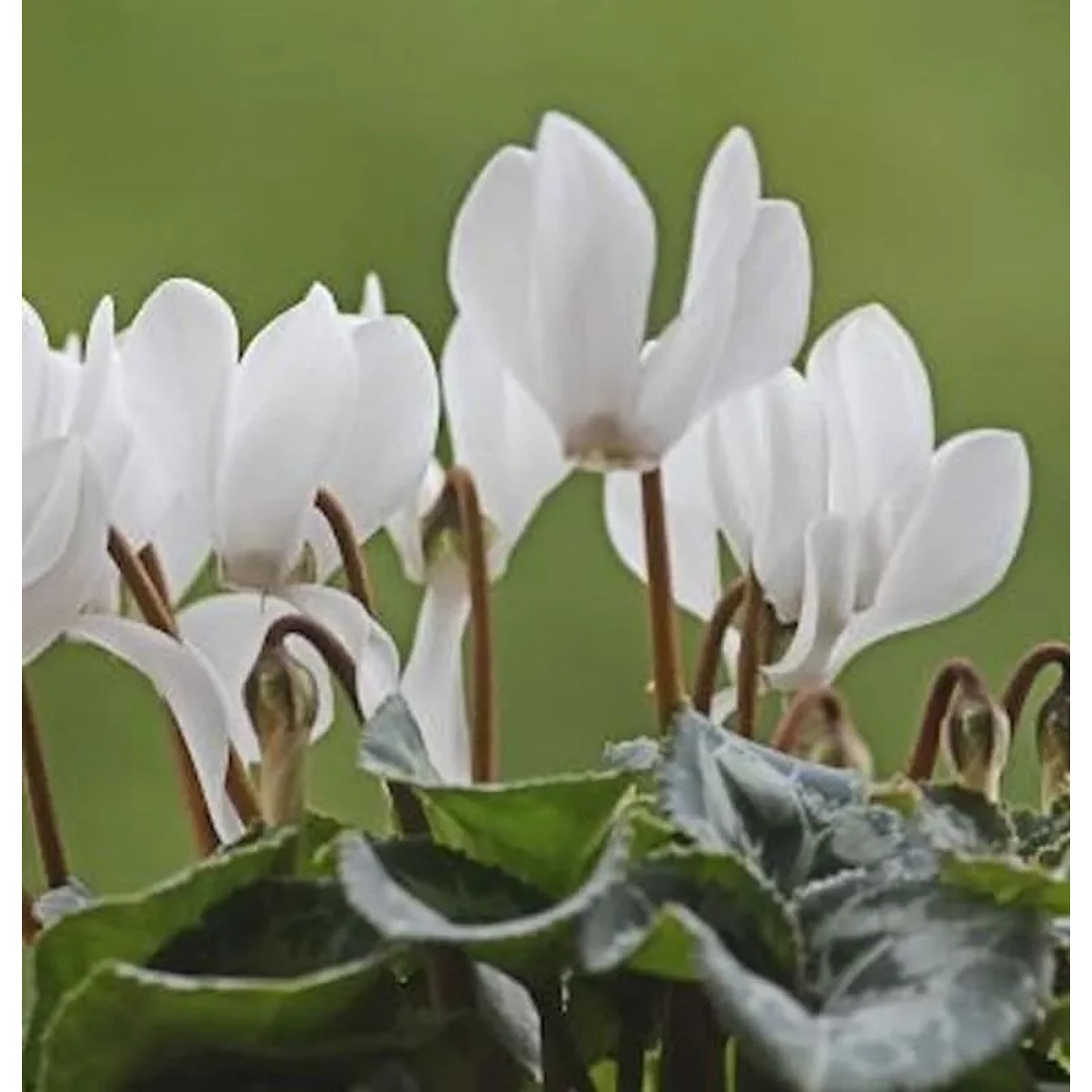Herbst Alpenveilchen Ice Pure White - Cyclamen hederifolium
