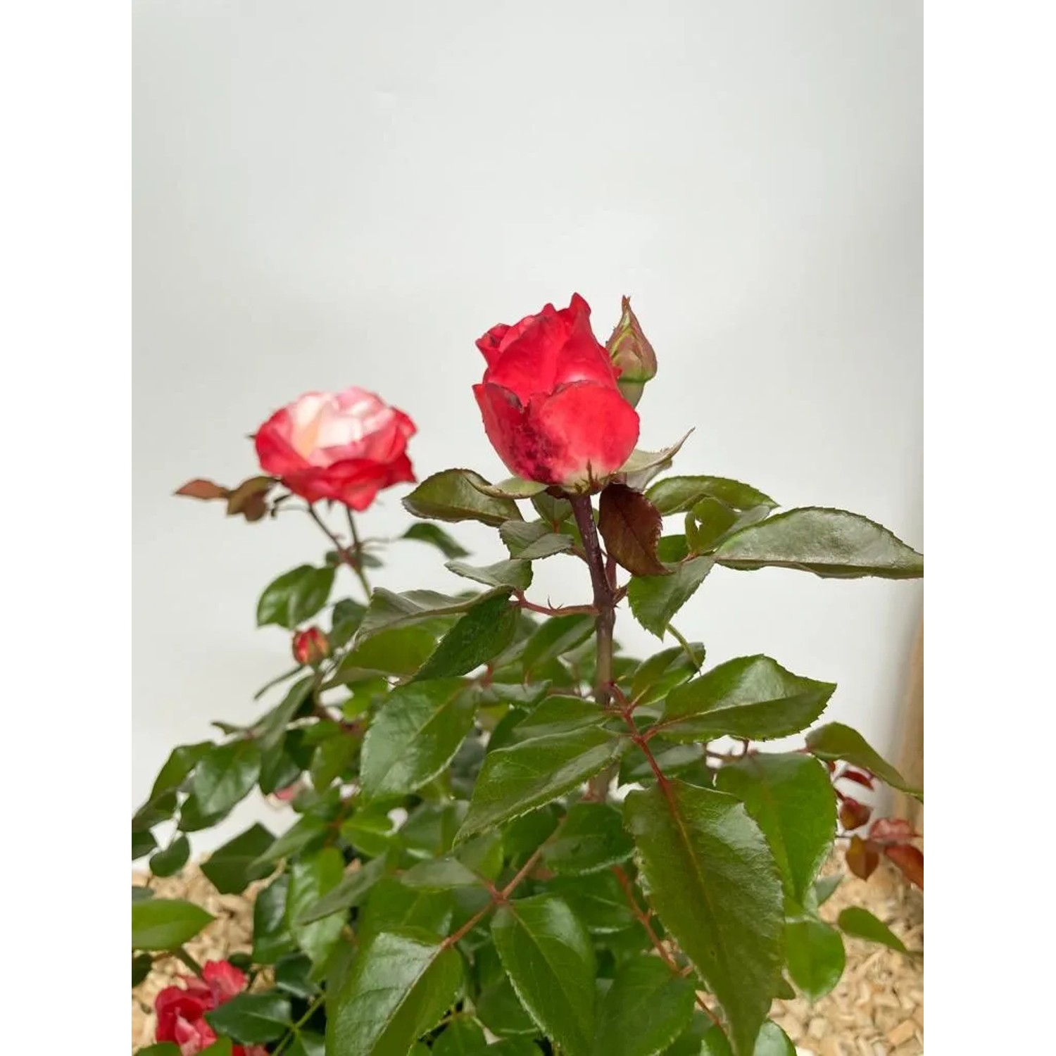 Baumfink Edelrose Nostalgie im Topf mit rot-weißen Blüten.