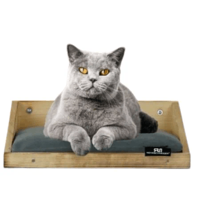 Graue Katze liegt entspannt auf Rohrschneider Wandmulde Hundekissen mit beigem Cord Kissen.