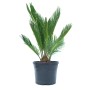 GROW by OBI Palmfarn (Cycas revoluta) im Topf, ca. 20 cm hoch, grüne Blätter.