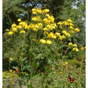 Fallschirm Rudbeckia Herbstsonne - Rudbeckia nitida