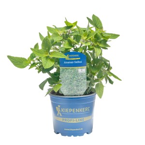 Kiepenkerl Ananassalbei im Topf, eine aromatische Küchenkräuter-Pflanze mit grünen Blättern.