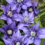Nahaufnahme der blauen Blüten der Waldrebe Multi Blue (Clematis Hybride).