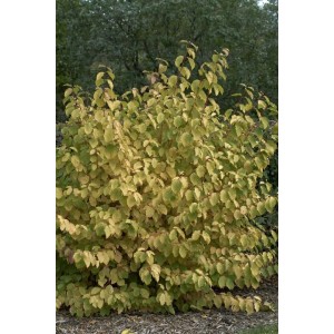 Cornus Sanguinea Midwinter Fire Strauch mit gelb-grünen Blättern und orangefarbenen Trieben.