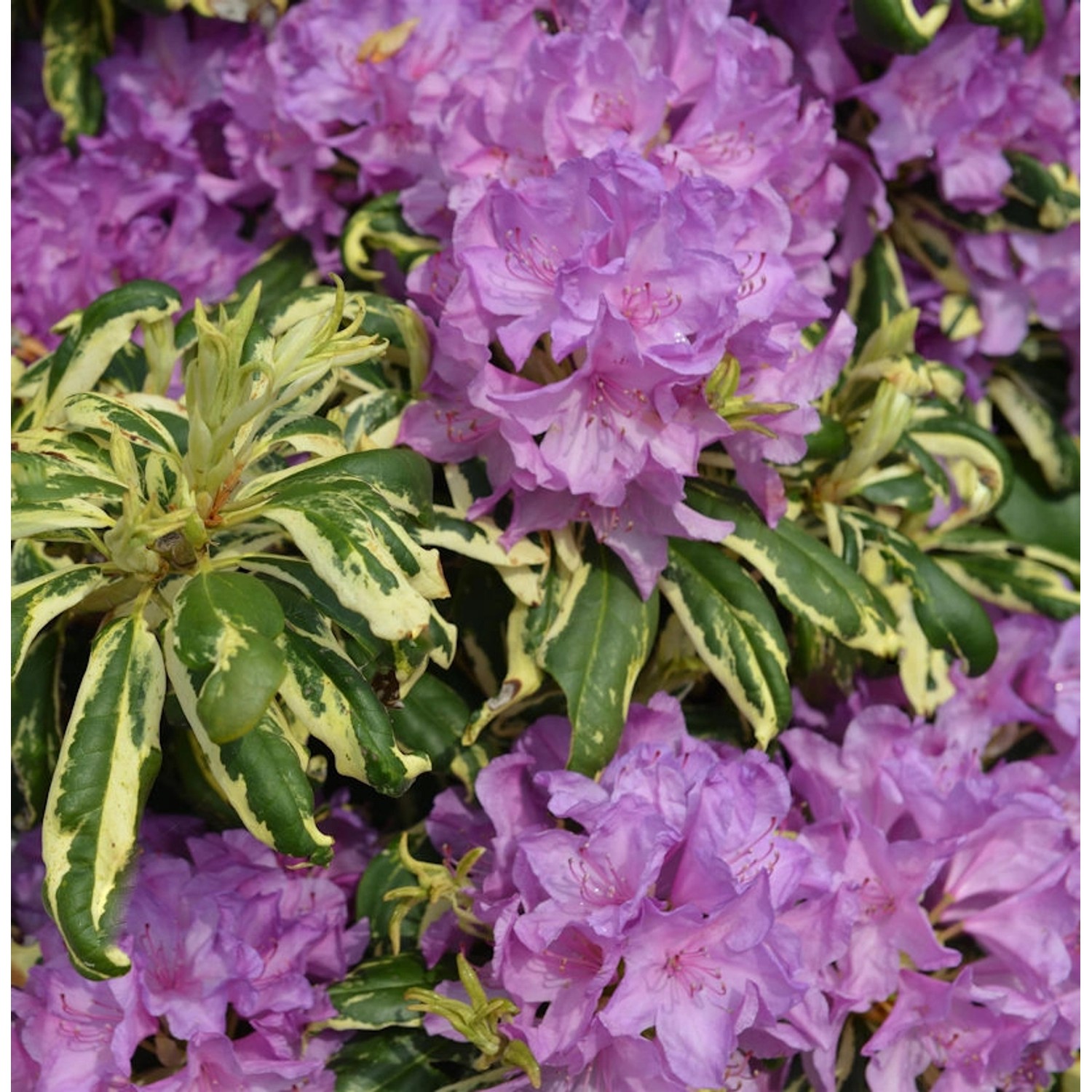 INKARHO - Großblumige Rhododendron Caroline Spring 25-30cm - Alpenrose günstig online kaufen