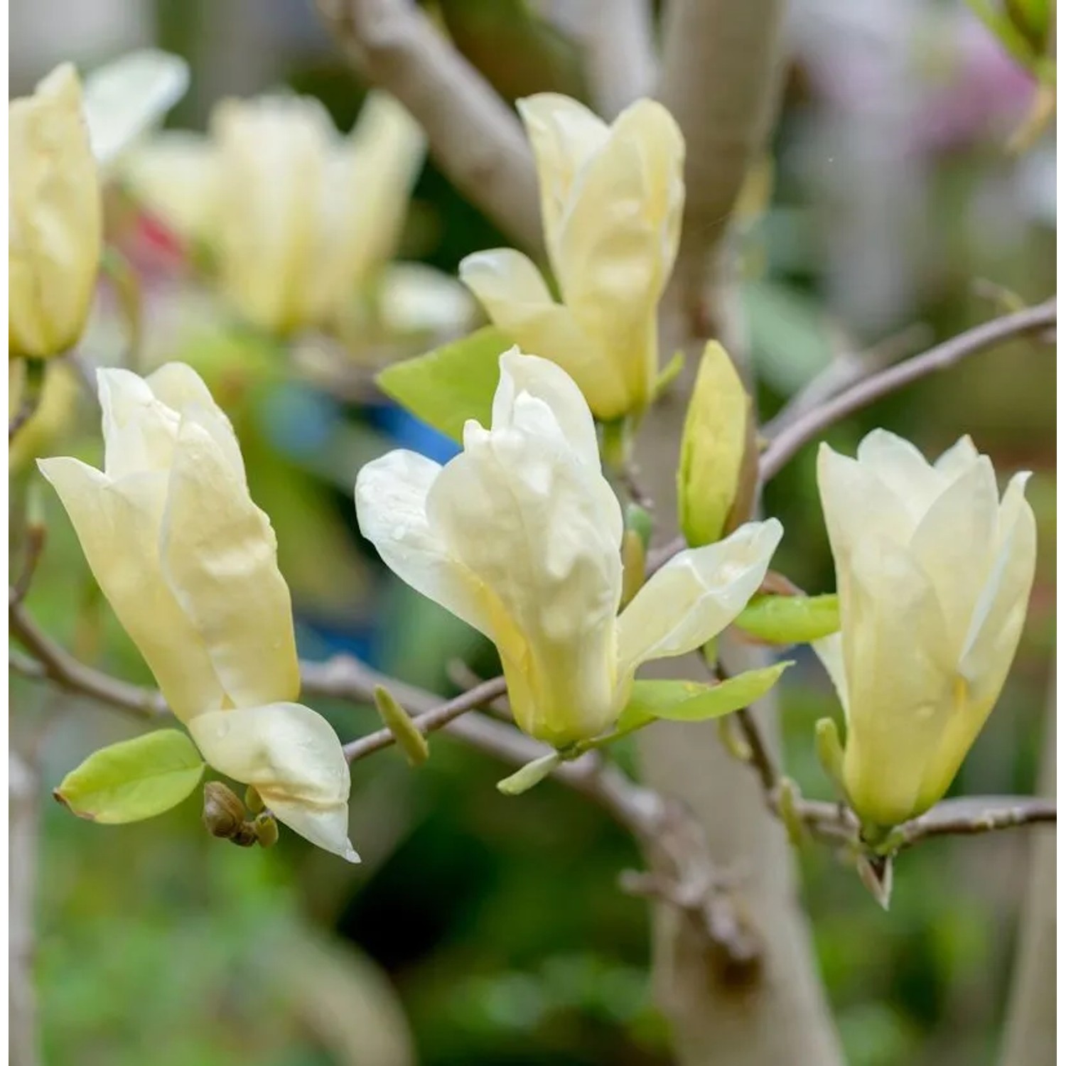 Magnolie Petit Chicon 60-80cm - Magnolia