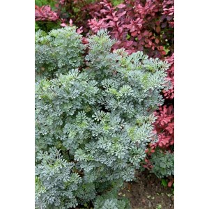 Weinraute (Ruta Graveolens) im 9x9 cm Topf. Blaugrünes Laub, ideal für Kräutergärten.