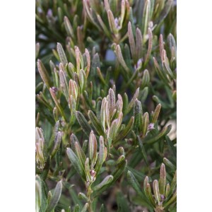 Detailaufnahme der Rosmarinheide Andromeda Polifolia mit rosa Blüten und grünen Blättern.