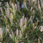 Detailaufnahme der Rosmarinheide Andromeda Polifolia mit rosa Blüten und grünen Blättern.