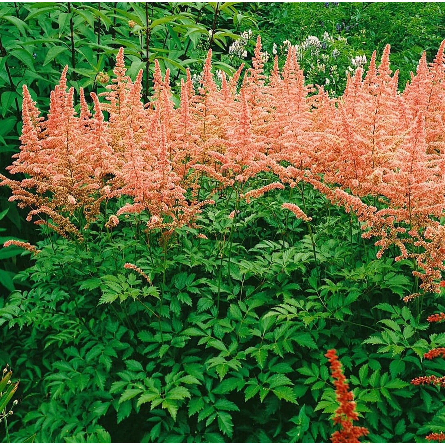 Astilbe X Arendsii Anita Pfeifer Prachtspiere Ca. 9x9 cm Topf günstig online kaufen