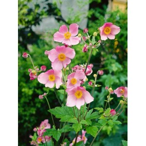 Rosa blühende Herbstanemone 'Serenade' im 9x9 cm Topf.