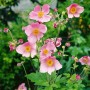 Rosa blühende Herbstanemone 'Serenade' im 9x9 cm Topf.