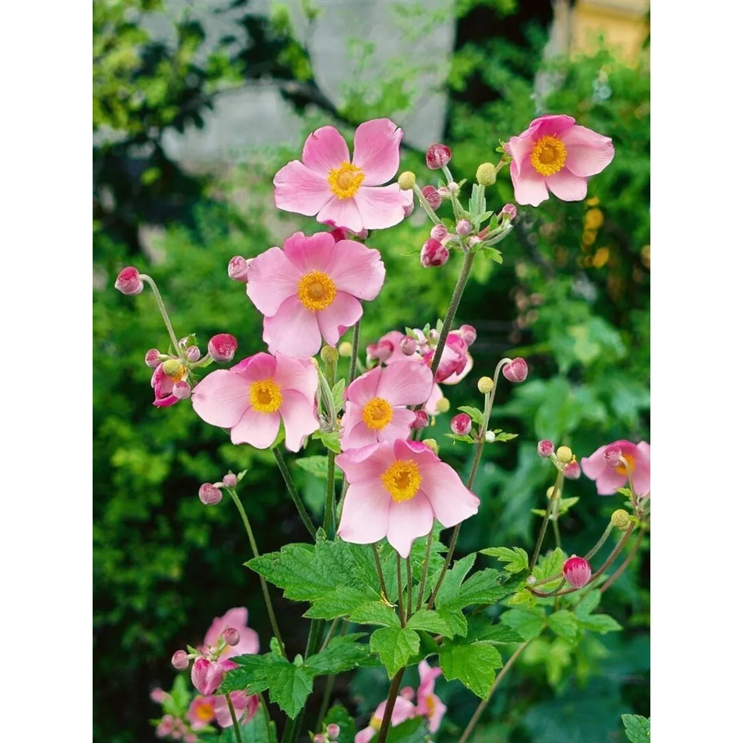Rosa blühende Herbstanemone 'Serenade' im 9x9 cm Topf.