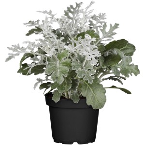 Silberblatt 'Winter Whisper Gelb' im Topf, eine attraktive Winterbepflanzung von GROW by OBI.