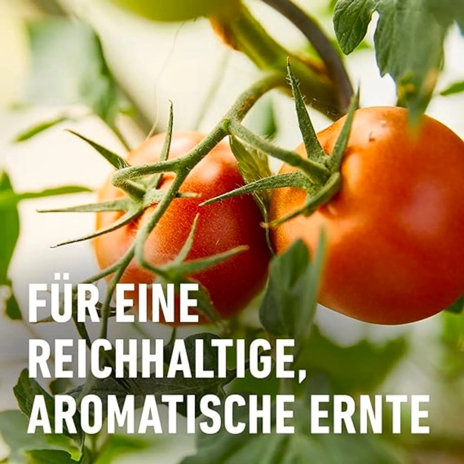 Reife Tomaten an der Pflanze, gedüngt mit Compo Bio Tomaten Langzeit-Dünger.