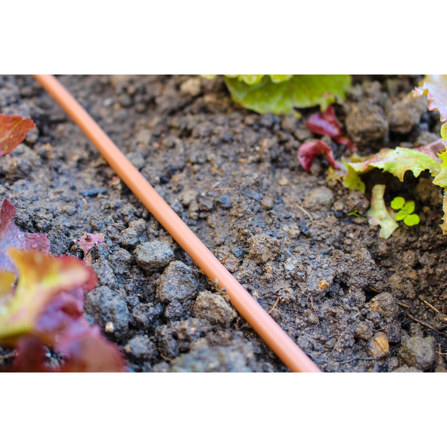 Tropfschlauch im Beet des Vitavia Gewächshaus Comet 2500 HKP Smaragd Vorzugsset.