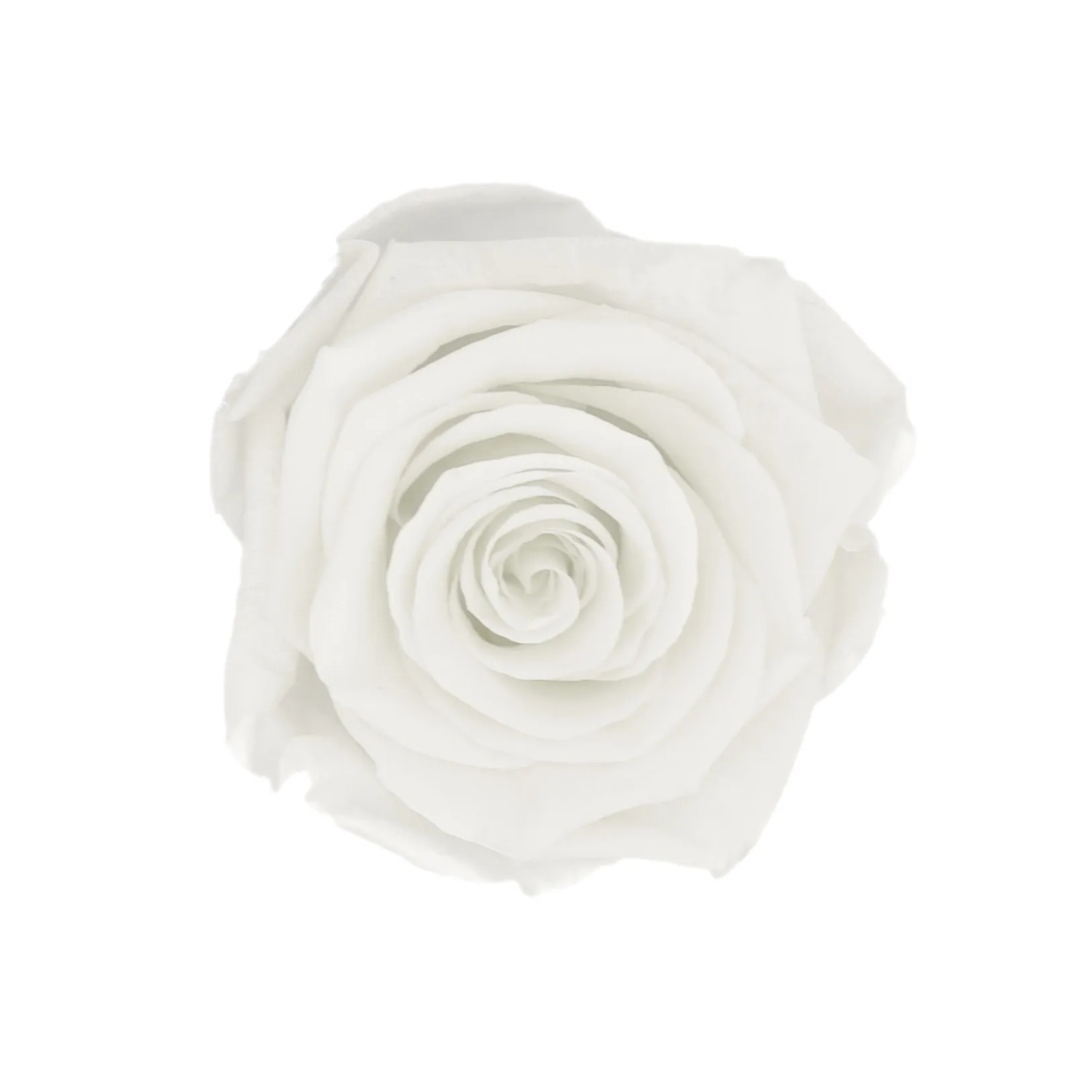 Nahaufnahme einer einzelnen, weißen Rose in einer Rosenbox. Blumenstrauß.