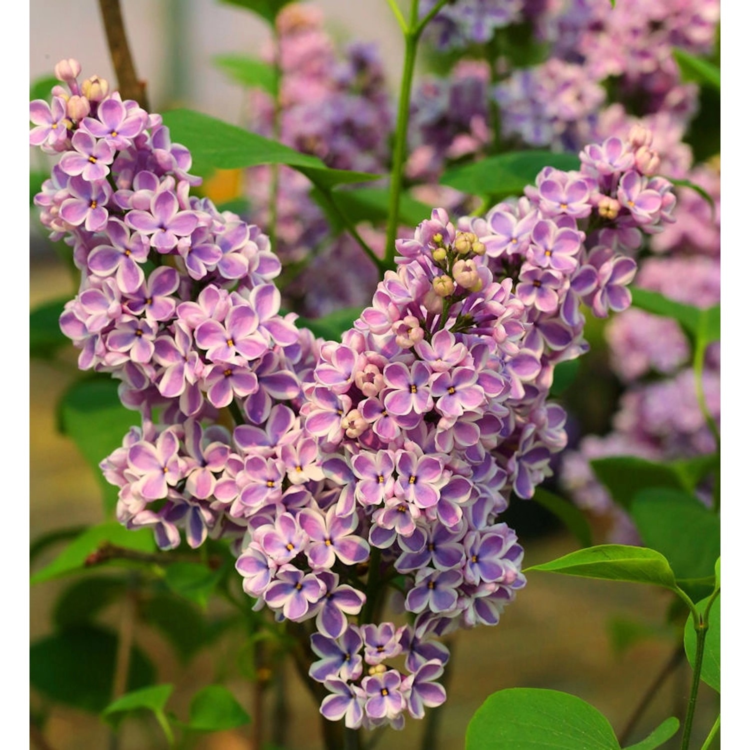 Hochstamm Edelflieder Sensation 80-100cm - Syringa vulgaris günstig online kaufen